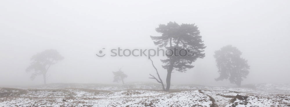 Similar – grey forest Nature