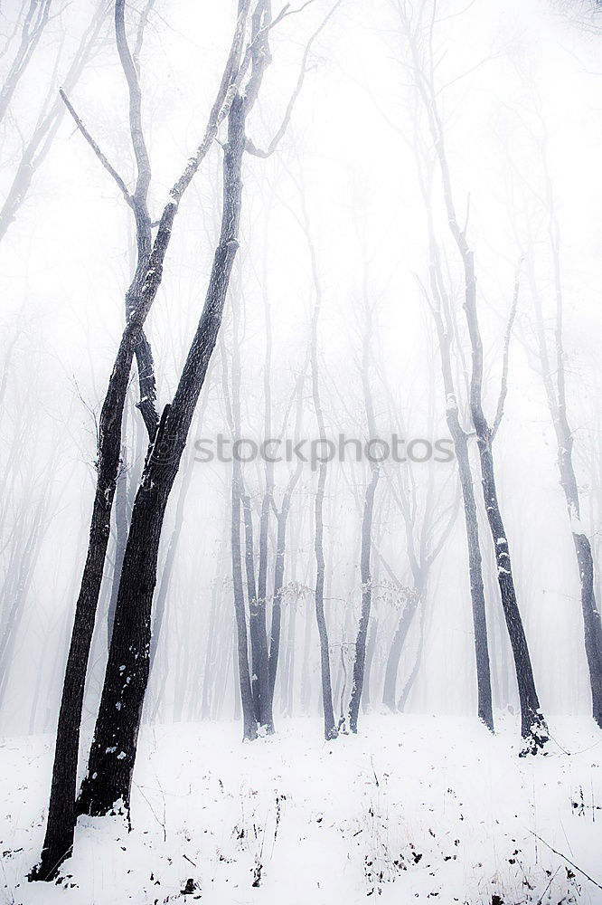 Similar – WinterDay Tree Forest Snow