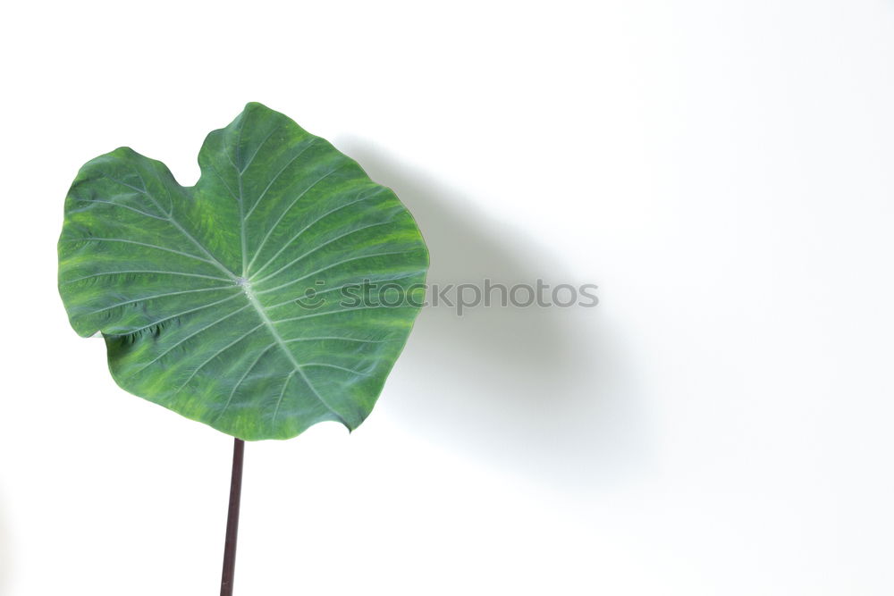 Similar – Image, Stock Photo nature Handicraft Art