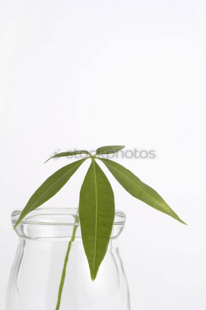 Similar – Image, Stock Photo Water bottle with green leaves