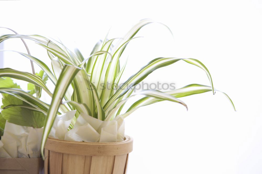 Similar – flowerpots Plant Spring