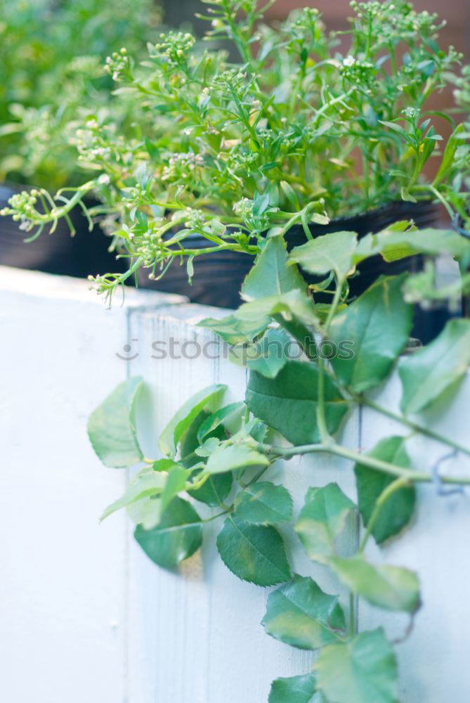 Similar – Image, Stock Photo Green plants in the windowsill