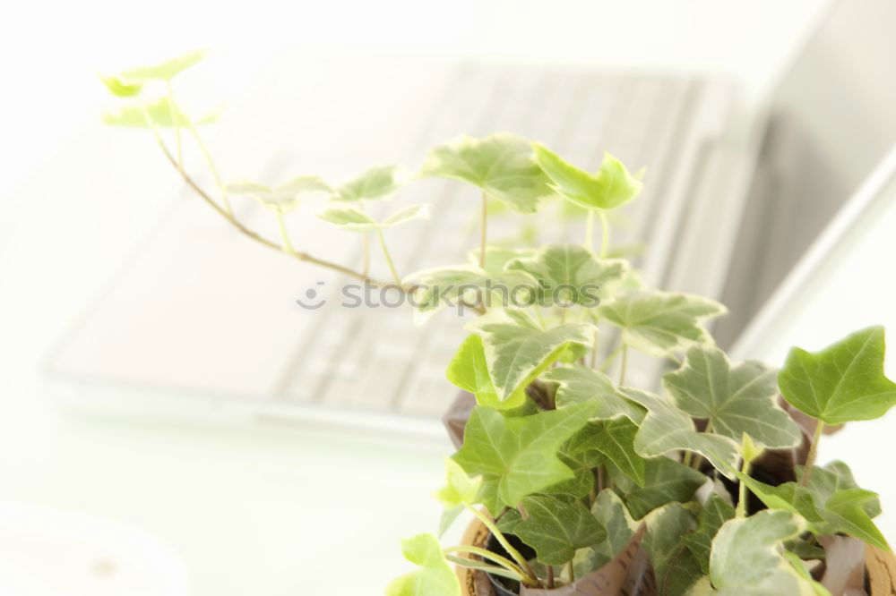 Similar – Image, Stock Photo Green plants in the windowsill