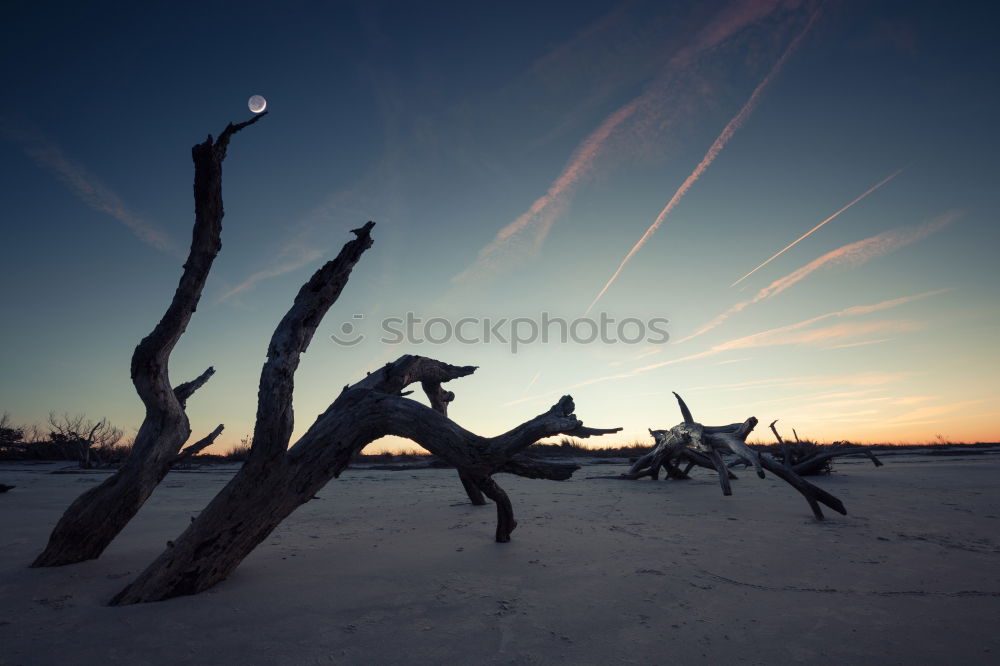 Similar – Image, Stock Photo Grasses in winter with sun