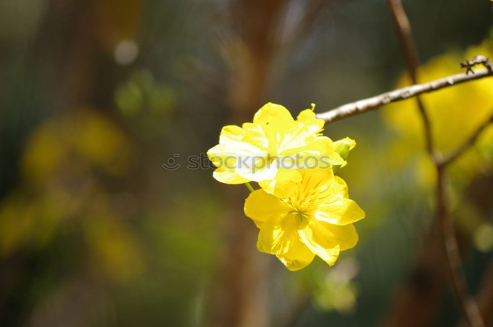 Similar – Goldglöckchen Natur