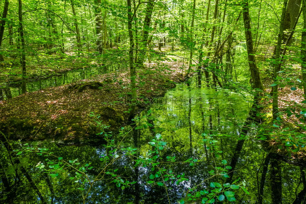 Similar – Image, Stock Photo autumn forest Environment