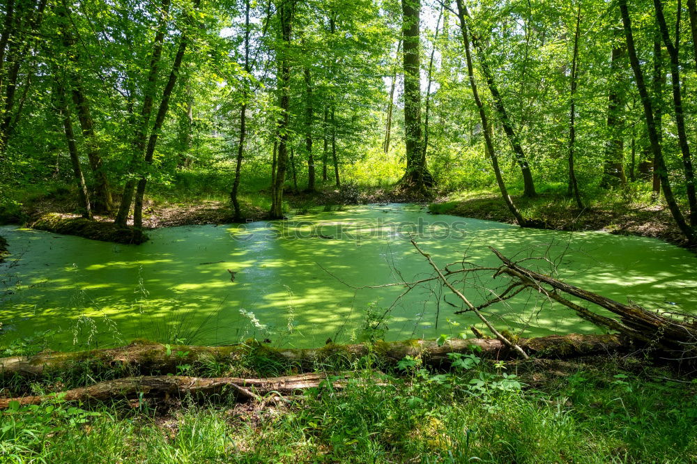 Similar – Image, Stock Photo Berggarten Hanover Green