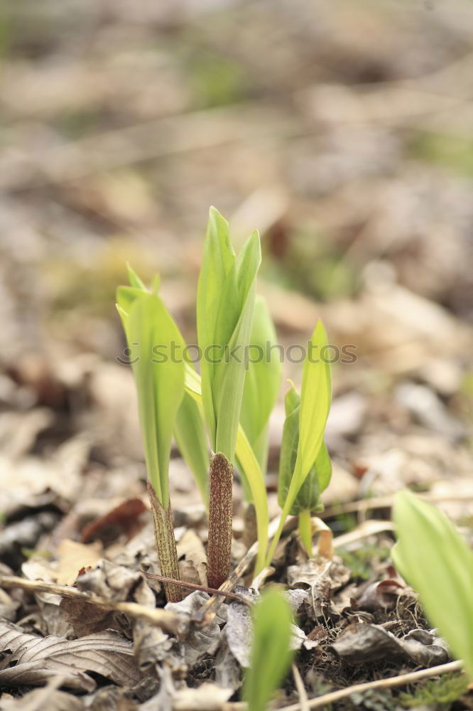 Similar – Image, Stock Photo peppermint Plant Leaf