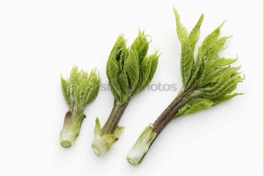 Similar – Image, Stock Photo A portion of green asparagus, freshly harvested from the local field, decorated with a plaid ribbon of cloth, tied together, lies in the light on the table, on a white cloth of linen.