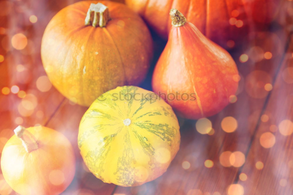 Similar – Autumn decoration with pumpkin, rose hip and coloured foliage