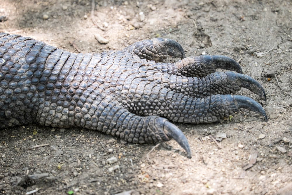 dragon hand Iguana Lizards