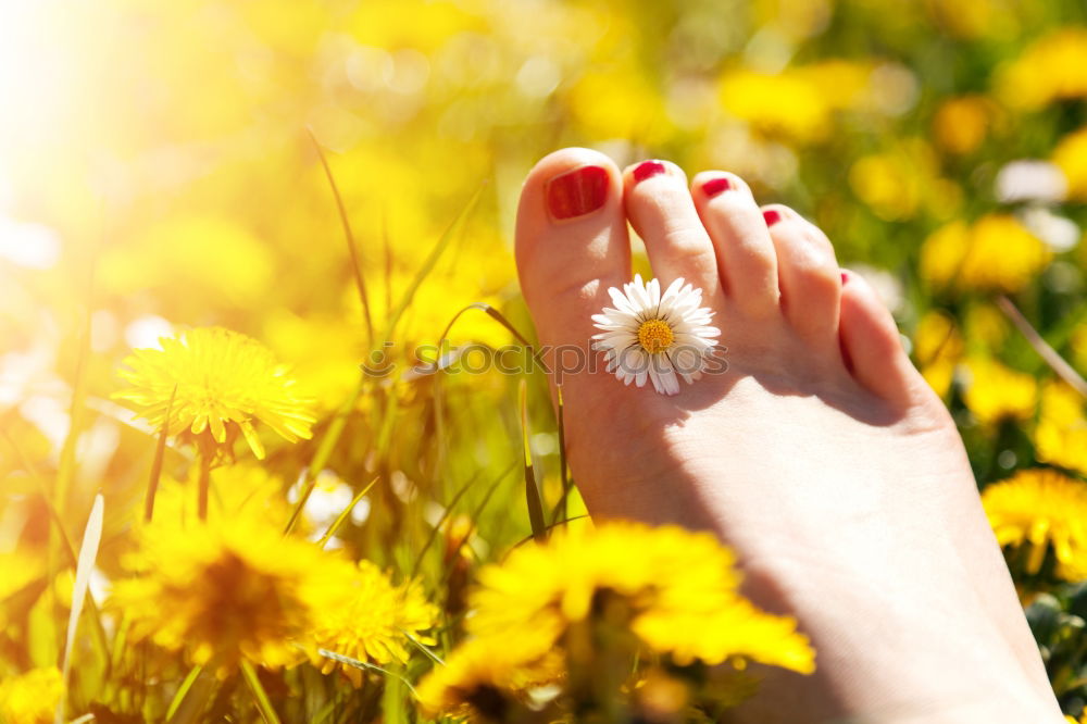 Image, Stock Photo grand Summer Spring May