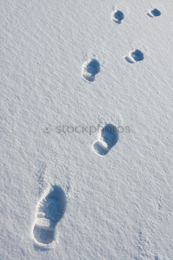 Vorwärts im Schnee Hund