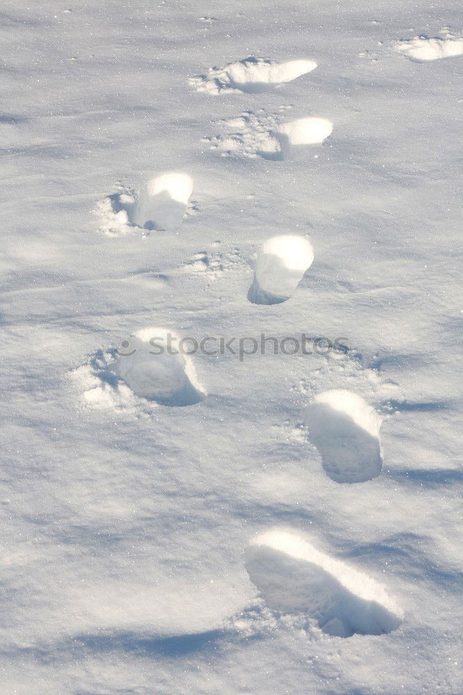 Similar – Vorwärts im Schnee Hund