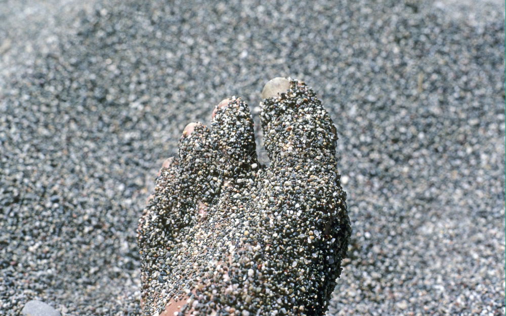 Similar – Foto Bild Gestrandet Fuß Sand Strand