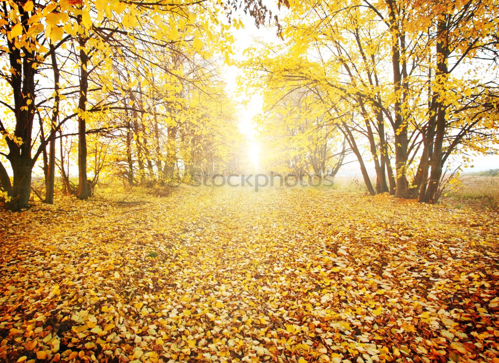 Image, Stock Photo autumn forest Nature Plant