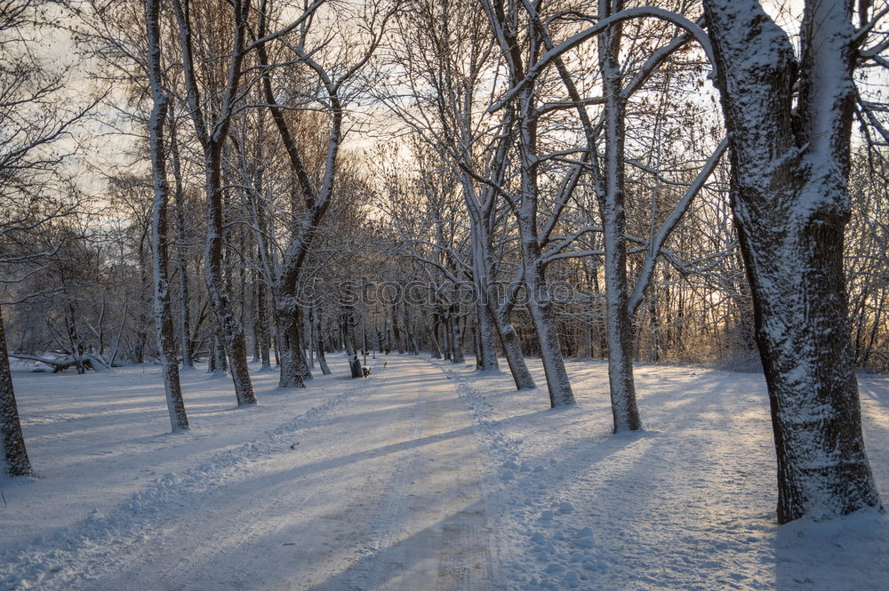 Similar – winter walk Environment