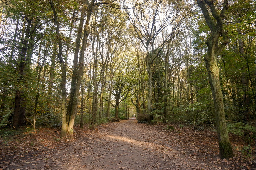 Trampelpfad braun grün