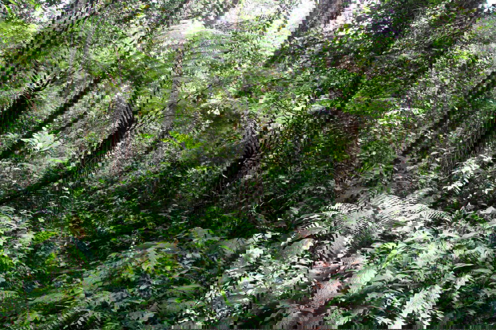 Similar – Foto Bild rainforest Umwelt Natur