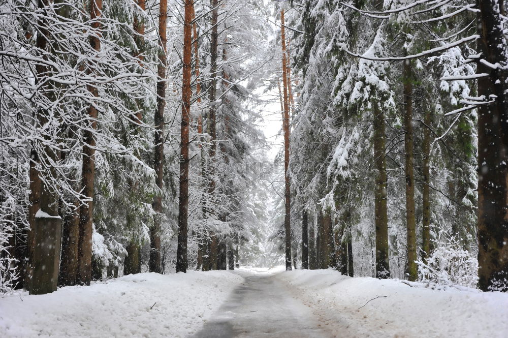 Similar – winter walk Nature