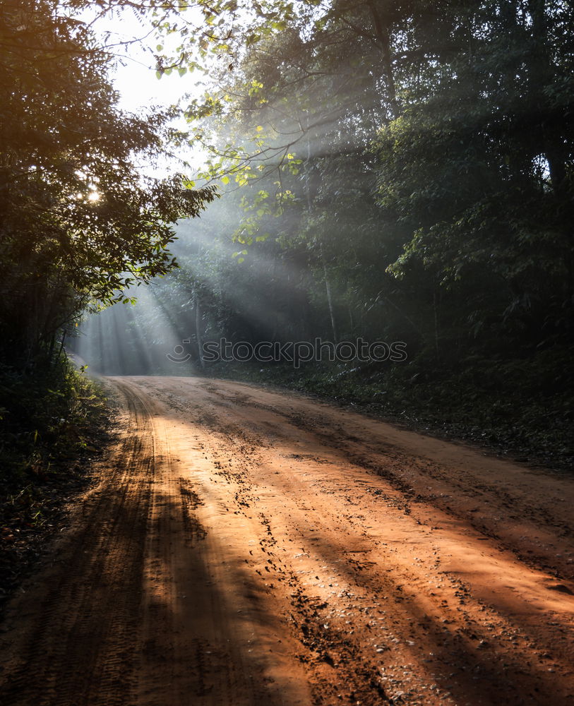 Similar – Image, Stock Photo sunshine Tree