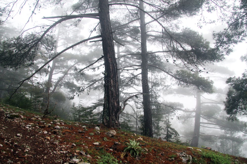 Similar – pinaceae I Tree Forest