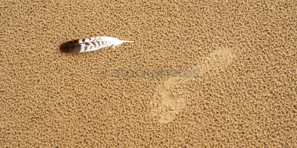 Image, Stock Photo Buffing Wheel II Nature