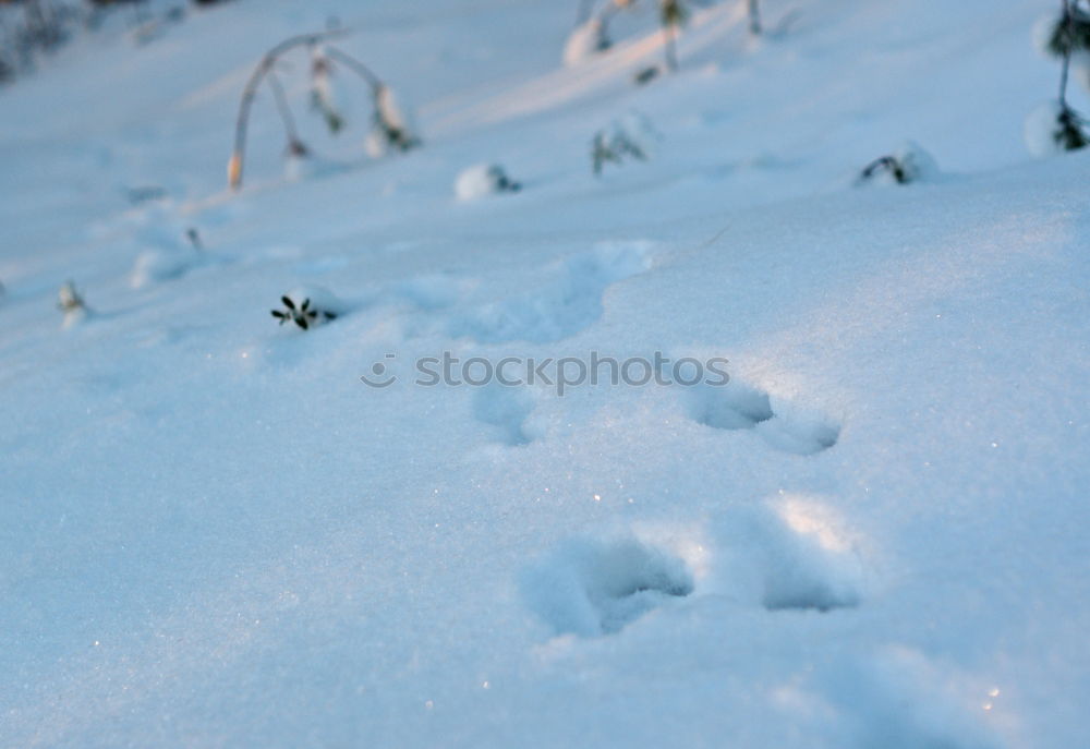 Similar – Vorwärts im Schnee Hund