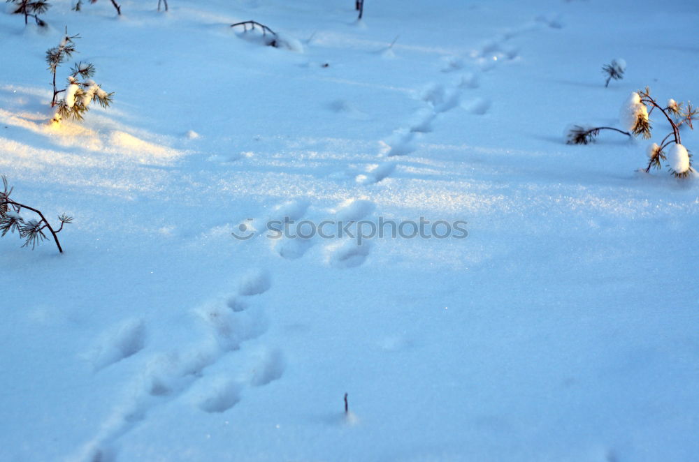 Similar – Vorwärts im Schnee Hund