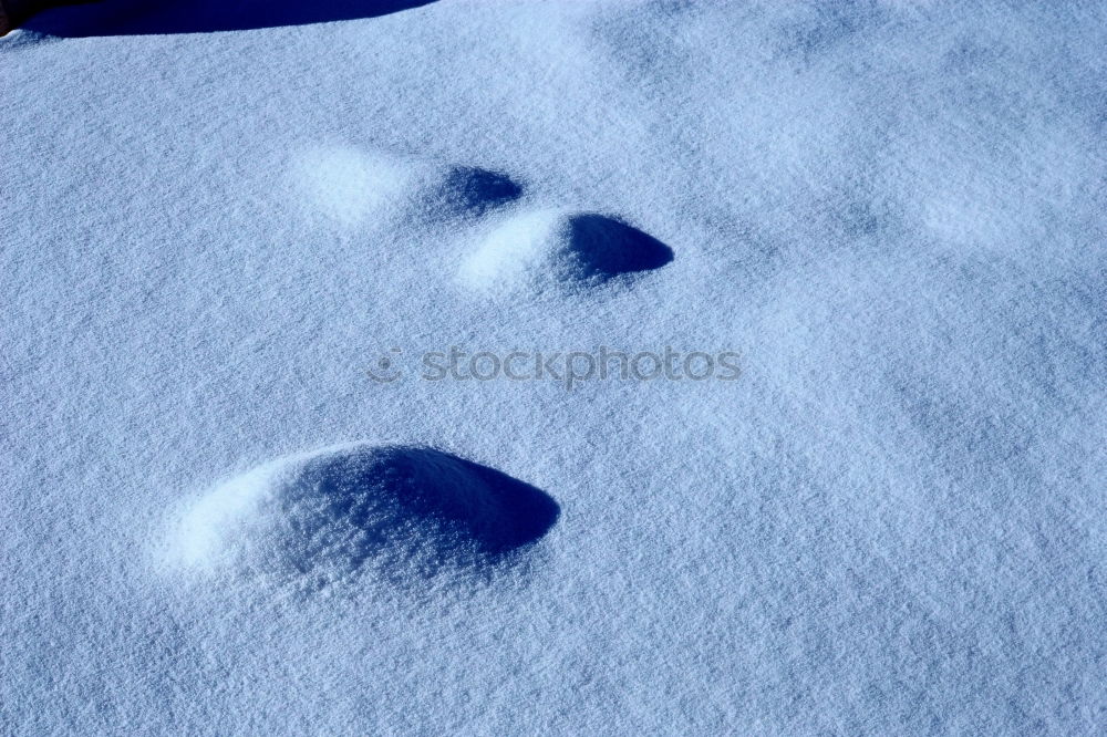 Similar – Vorwärts im Schnee Hund