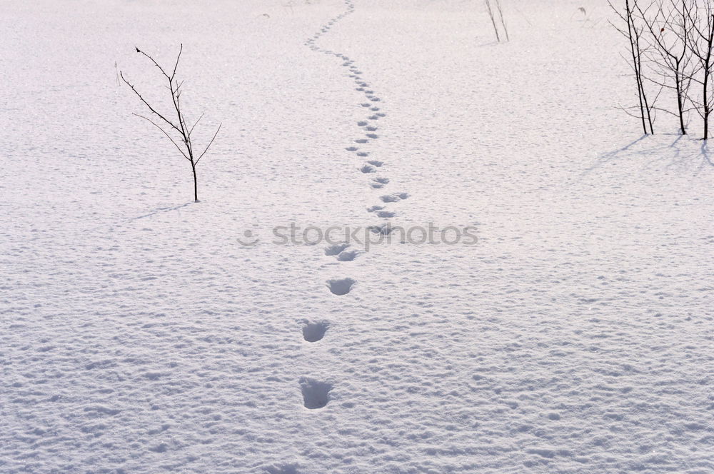 Similar – Tracks in the snow #4