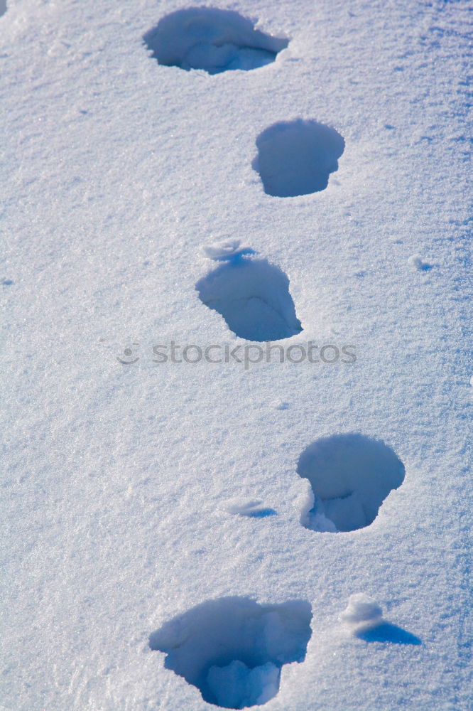 Similar – Tracks in the snow #4