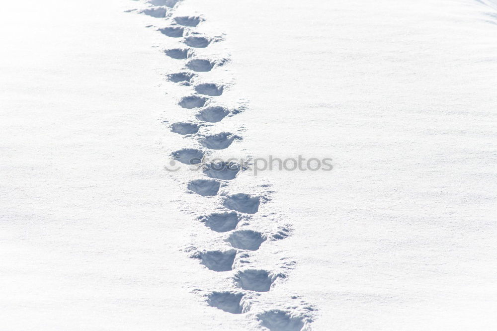 Similar – Tracks in the snow #2