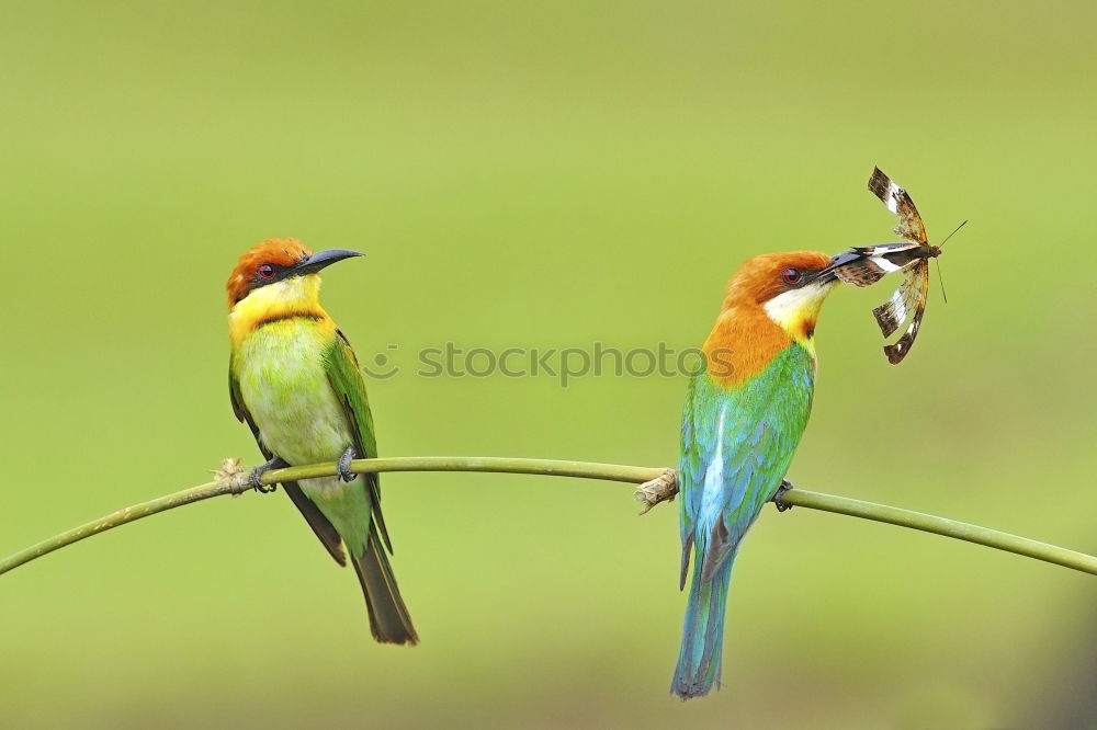 Similar – Pair of bee-eaters Eating