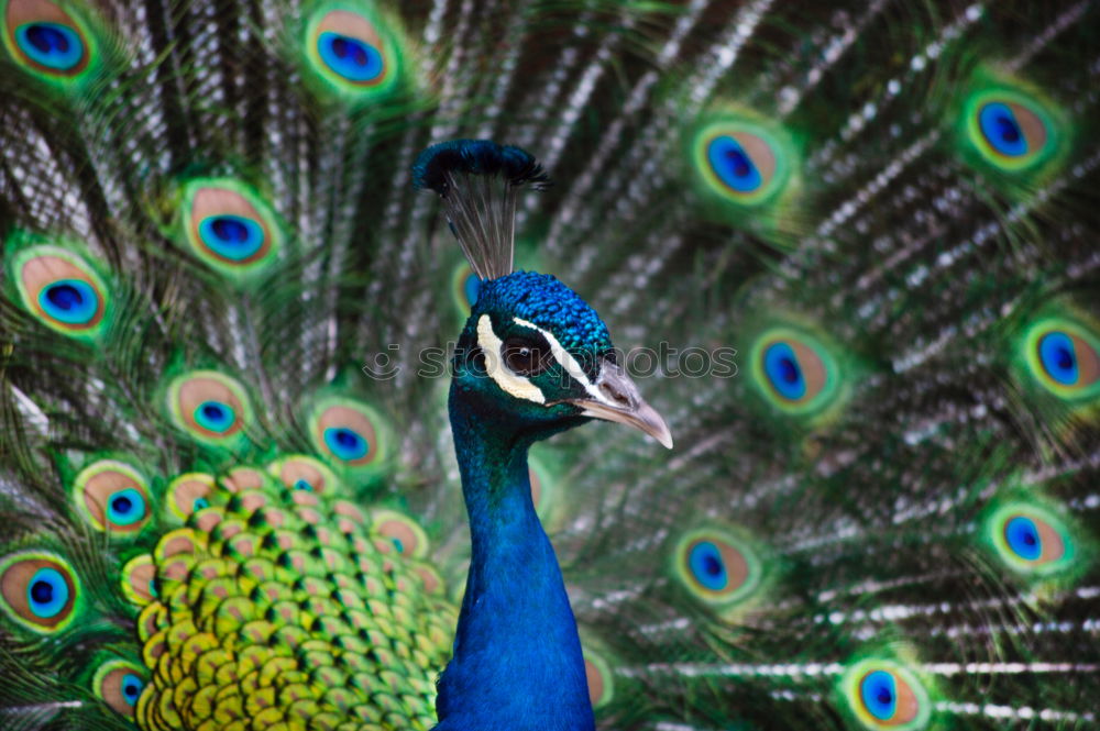 Similar – Amazing portrait of a peacock