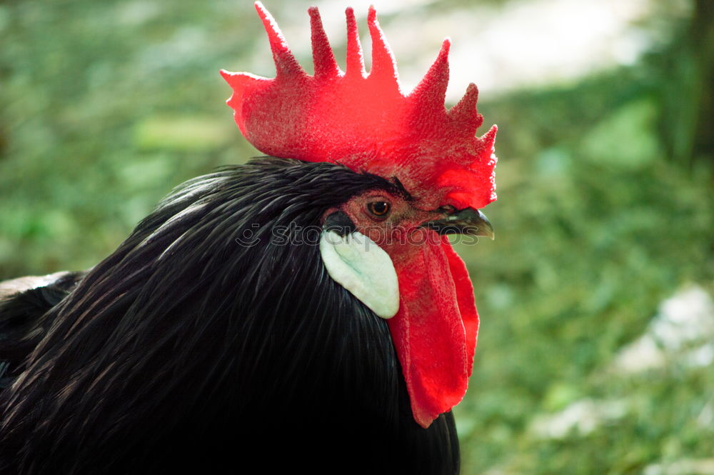 cockscomb Animal Rooster