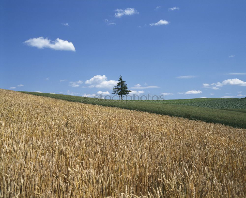 Similar – Foto Bild glücklich Feld Kornfeld