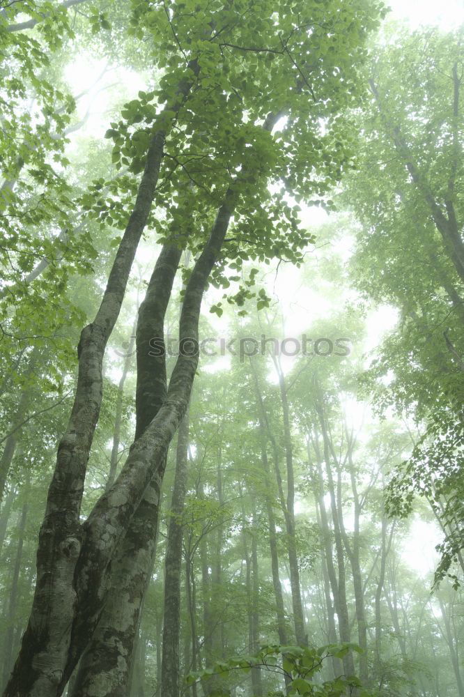 Similar – Image, Stock Photo Family tree in Friedwald