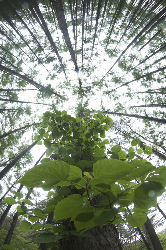 Similar – Image, Stock Photo Excessive Spring III Leaf