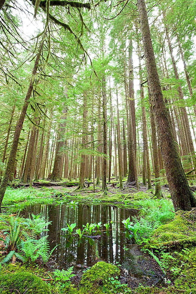 Similar – fern forest Environment