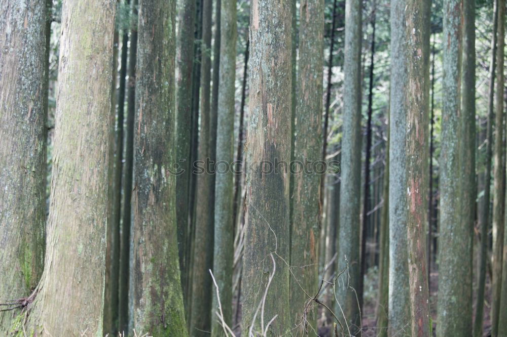 Similar – Foto Bild windstärke 7 Umwelt Natur