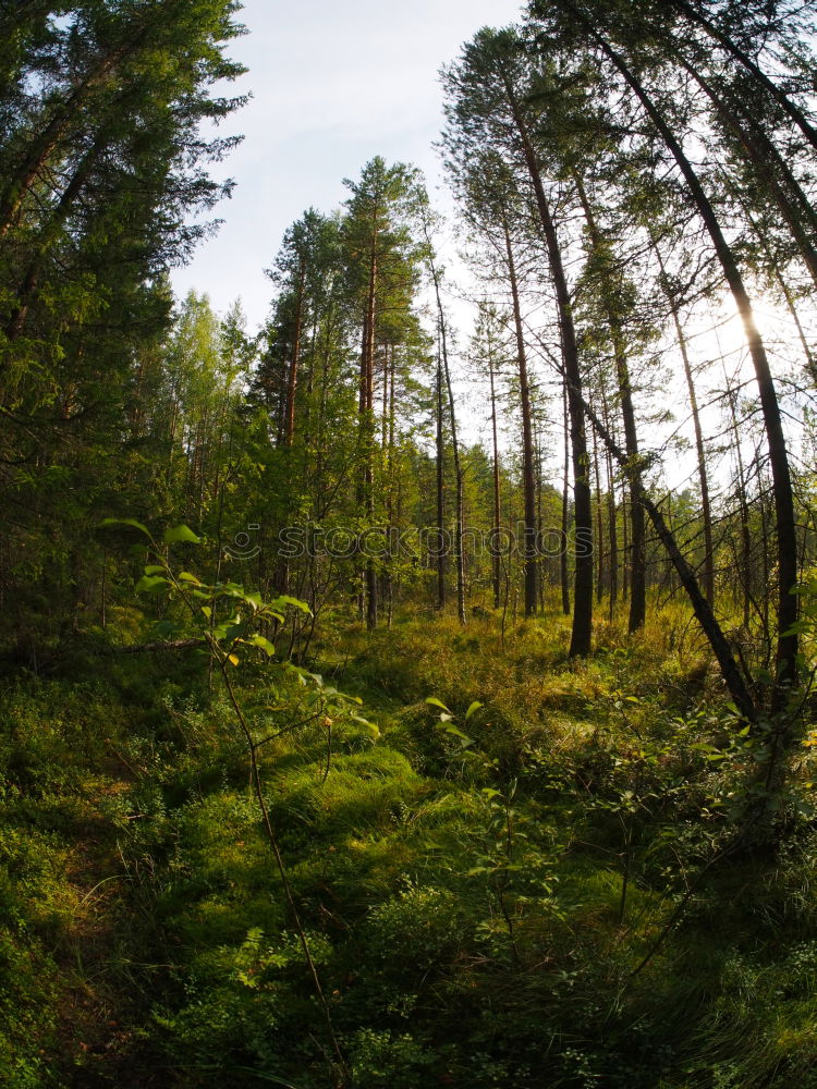 Similar – Swedish sun Nature Plant