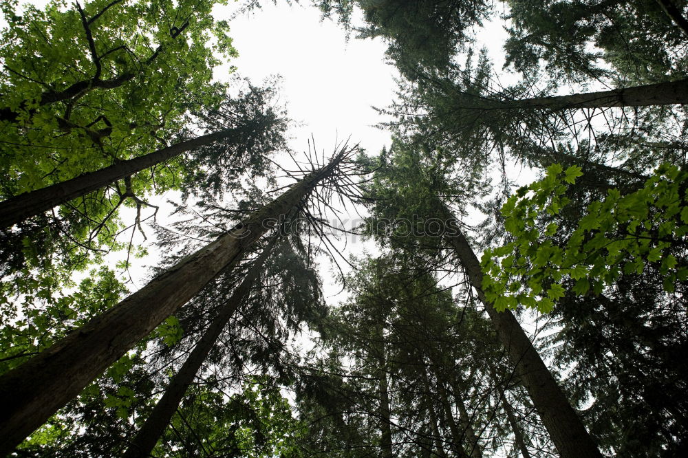 Similar – Image, Stock Photo Wind power at Roßkopf 8