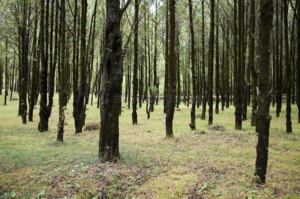 Similar – Rows of trees in forest