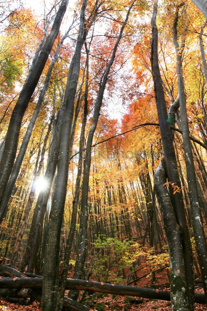 Similar – Image, Stock Photo autumn outlook