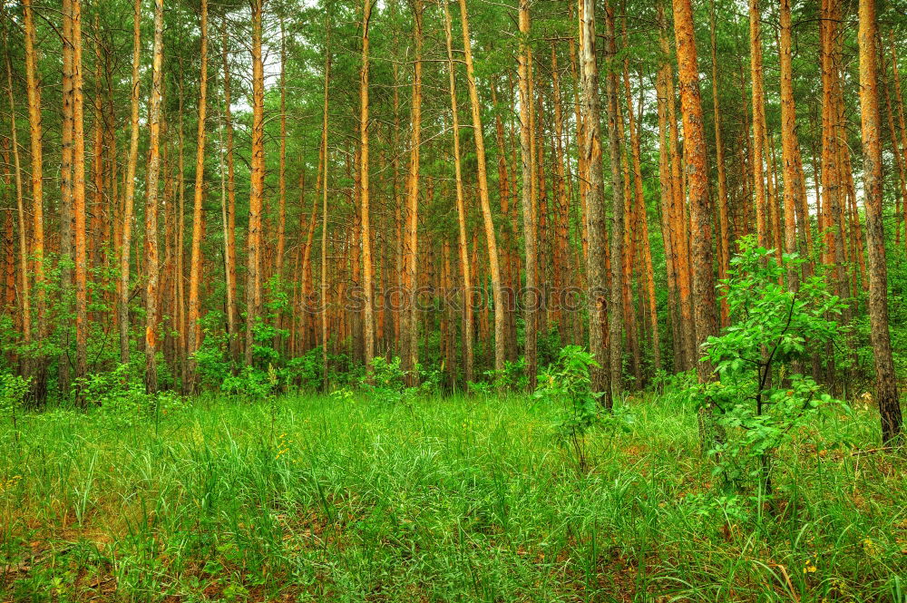 Similar – Wald Baum Nadelwald