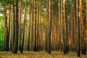 Similar – Foto Bild lauter Bäume Umwelt Natur