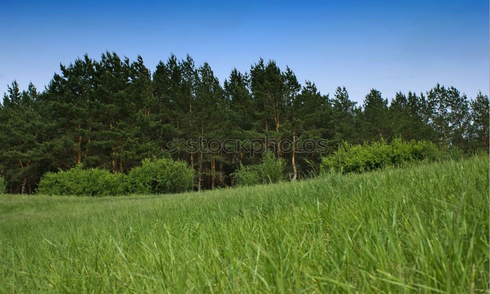 Similar – Image, Stock Photo Park of Lenné Lower Oder