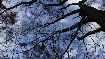 Similar – muscleman Tree Branch Sky