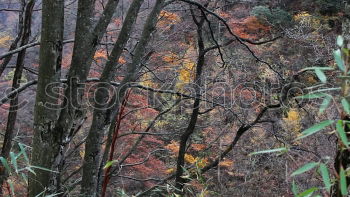 Similar – Kings Canyon Gorge from above. Northern Territory. Australia. With green trees and red rocks.